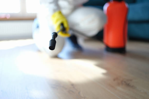 Best Basement Mold Removal  in Flagtown, NJ