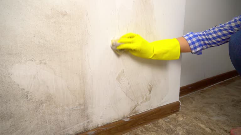  Flagtown, NJ Mold Removal Pros