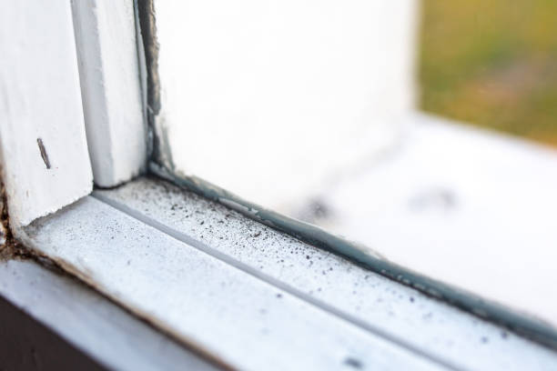 Best Attic Mold Removal  in Flagtown, NJ