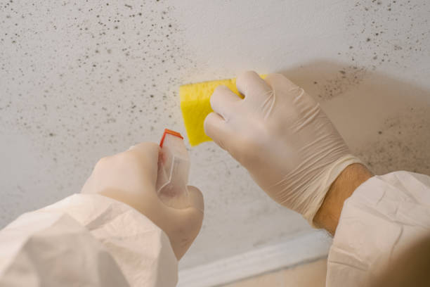 Best Crawl Space Mold Remediation  in Flagtown, NJ