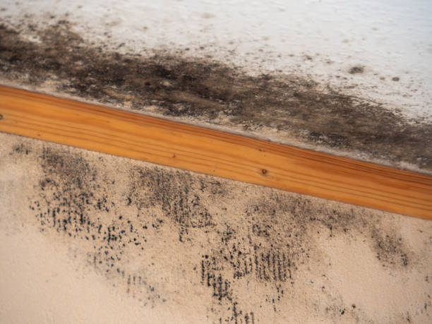 Best Water Damage & Mold Remediation  in Flagtown, NJ