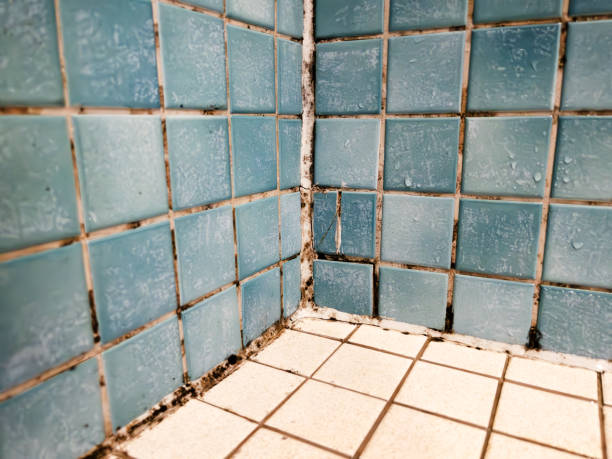 Best Mold Damage Restoration  in Flagtown, NJ